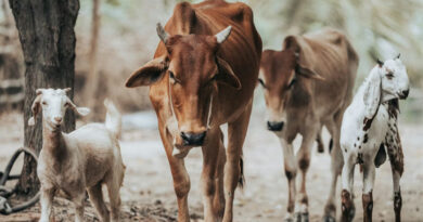 पशुपालन विभाग की सेवाएं हुईं डिजिटल: अब बिना ओटीपी नहीं होगा कृत्रिम गर्भाधान और टीकाकरण, ऐप पर दर्ज होगा डेटा  