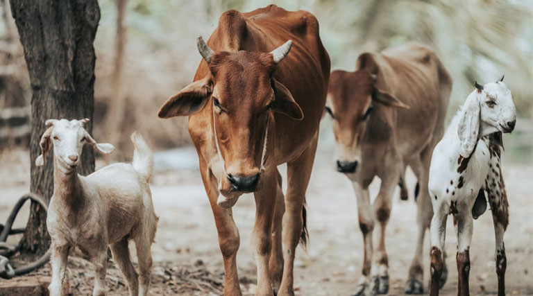 पशुपालन विभाग की सेवाएं हुईं डिजिटल: अब बिना ओटीपी नहीं होगा कृत्रिम गर्भाधान और टीकाकरण, ऐप पर दर्ज होगा डेटा