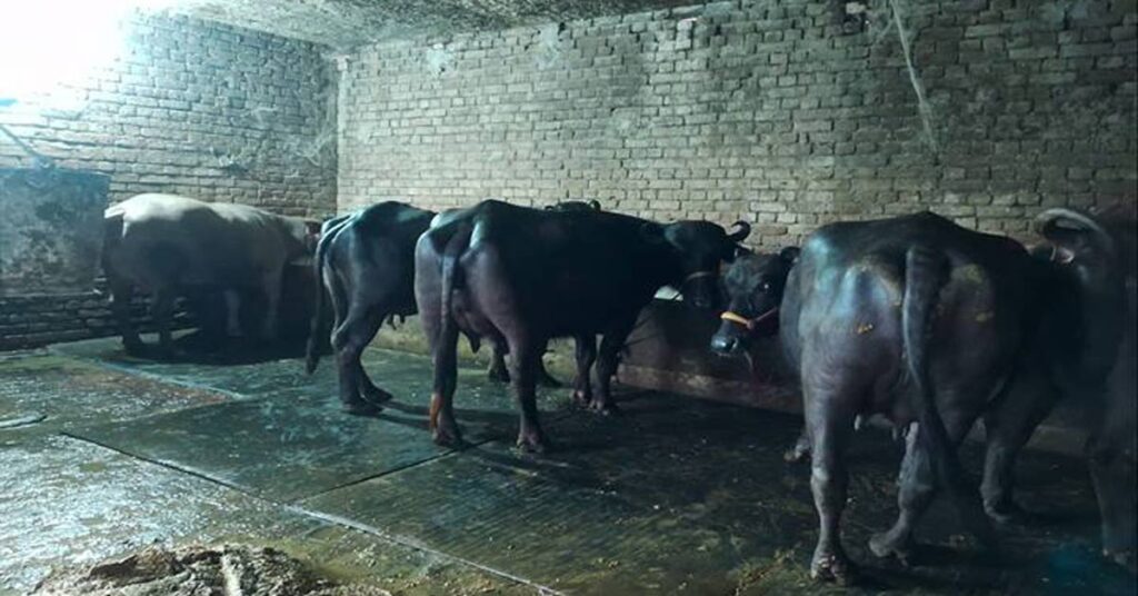 छतरपुर: मुख्यमंत्री डेयरी प्लस योजना बनी ग्रामीण समृद्धि की नई कहानी