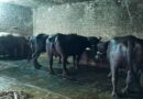 छतरपुर: मुख्यमंत्री डेयरी प्लस योजना बनी ग्रामीण समृद्धि की नई कहानी