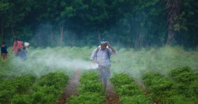 नकली कीटनाशक खेत, किसान और खाद्य सुरक्षा तीनों संकट में