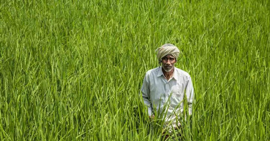 भारत का खाद्यान्न उत्पादन 2025-26 में 376.56 मिलियन टन के रिकॉर्ड स्तर पर