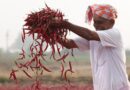आईटीसी ने मसाला किसानों को किया सशक्त, भारत का सबसे बड़ा ऑर्गेनिक मसाला निर्यातक बना