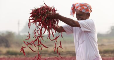 आईटीसी ने मसाला किसानों को किया सशक्त, भारत का सबसे बड़ा ऑर्गेनिक मसाला निर्यातक बना
