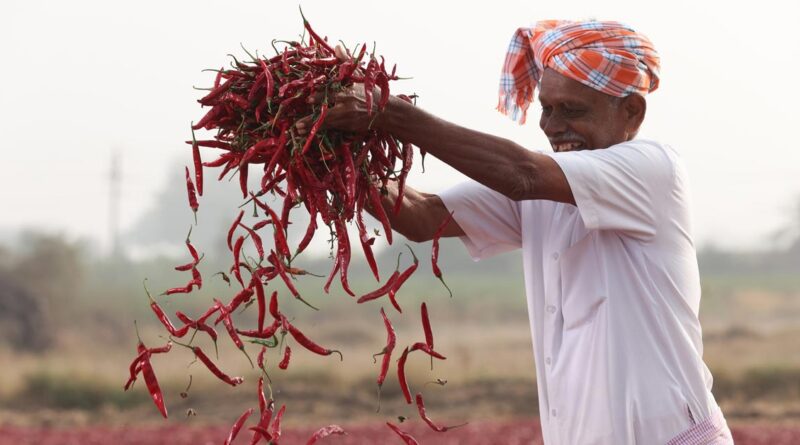 आईटीसी ने मसाला किसानों को किया सशक्त, भारत का सबसे बड़ा ऑर्गेनिक मसाला निर्यातक बना