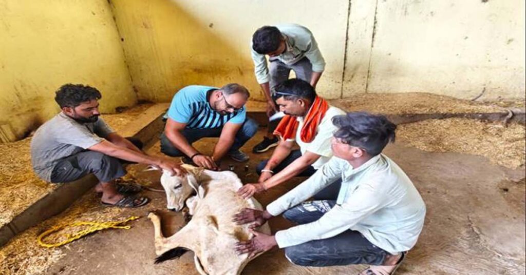 नरसिंहपुर: खमरिया गौशाला में पशु स्वास्थ्य शिविर का आयोजन