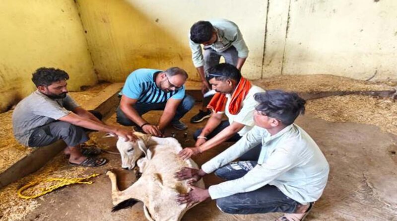 नरसिंहपुर: खमरिया गौशाला में पशु स्वास्थ्य शिविर का आयोजन