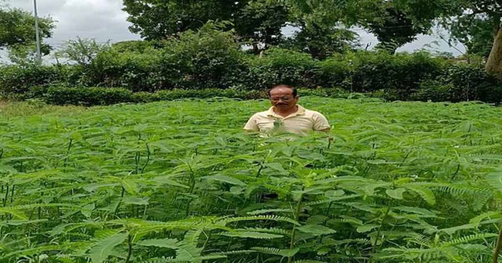 टीकमगढ़: प्राकृतिक खेती के लिए हरी खाद सनई या ढैंचा बोएं