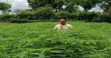 टीकमगढ़: प्राकृतिक खेती के लिए हरी खाद सनई या ढैंचा बोएं