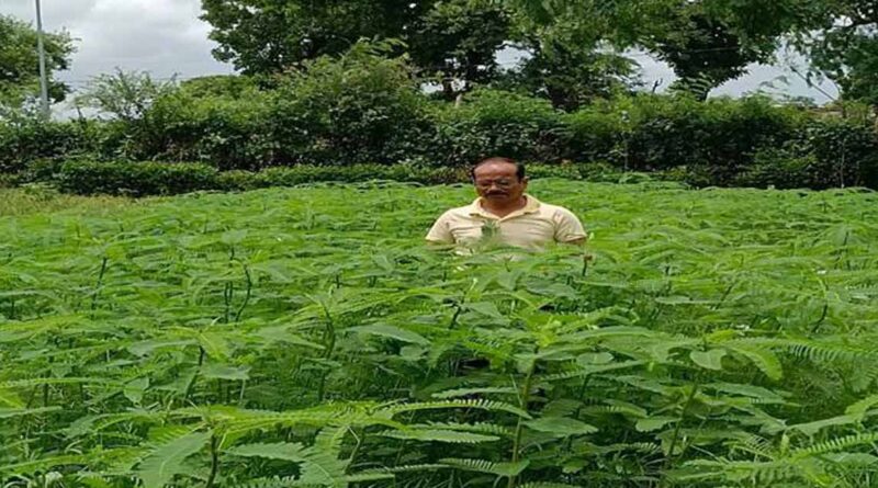 टीकमगढ़: प्राकृतिक खेती के लिए हरी खाद सनई या ढैंचा बोएं