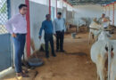 पांढुर्ना: सीईओ ने किया बड़चिचोली की गौशाला का निरीक्षण