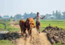 भीषण गर्मी में पशुओं पर खतरा बढ़ा, पशु वैज्ञानिकों ने दिए हीट स्ट्रोक से बचाव के जरूरी उपाय