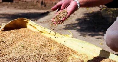 मध्यप्रदेश में 80 लाख मीट्रिक टन से ज्यादा गेहूं खरीदी, किसानों को 9522 करोड़ का भुगतान
