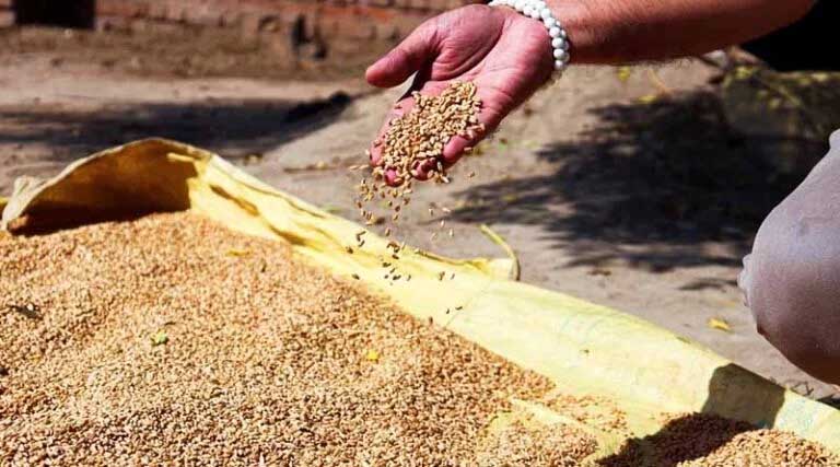 मध्यप्रदेश में 80 लाख मीट्रिक टन से ज्यादा गेहूं खरीदी, किसानों को 9522 करोड़ का भुगतान
