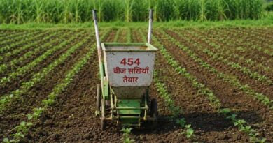 एमपी में 454 बीज सखियां तैयार, किसानों को मुफ्त मिल रहे देशी बीज