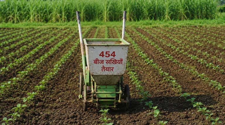 एमपी में 454 बीज सखियां तैयार, किसानों को मुफ्त मिल रहे देशी बीज