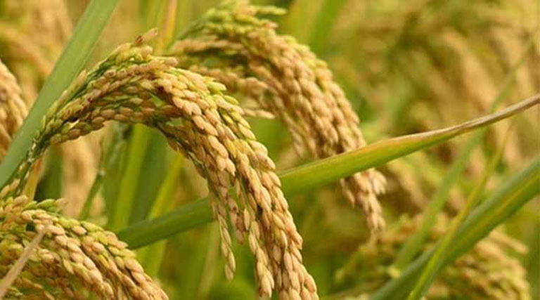 14 प्रमुख फसलों के न्यूनतम समर्थन मूल्य में बढ़ोतरी का ऐलान