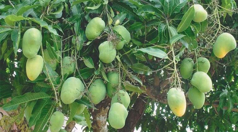 आलीराजपुर मंडी में आज से शुरू होगा कच्चे आम का क्रय-विक्रय