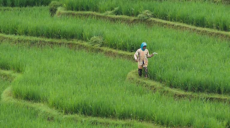 देवास: सर्वोत्तम कृषक पुरस्कार हेतु 30 जून तक आवेदन आमंत्रित