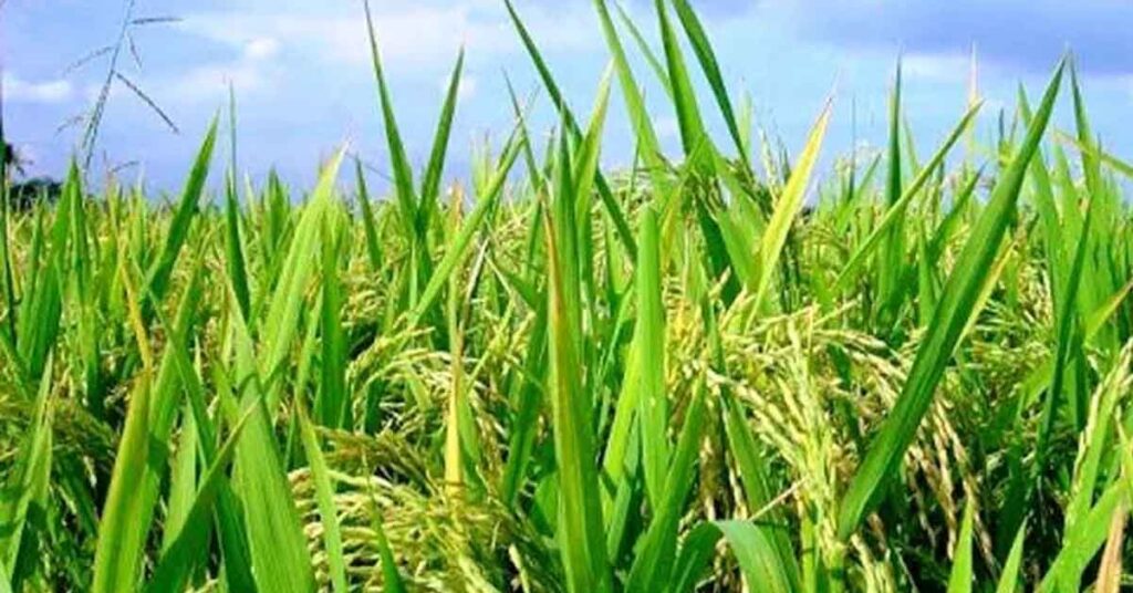 खरीफ 2026: यूपी में किसानों को 50% अनुदान पर मिलेंगे प्रमाणित बीज, 31 मई तक पहुंचाने के निर्देश