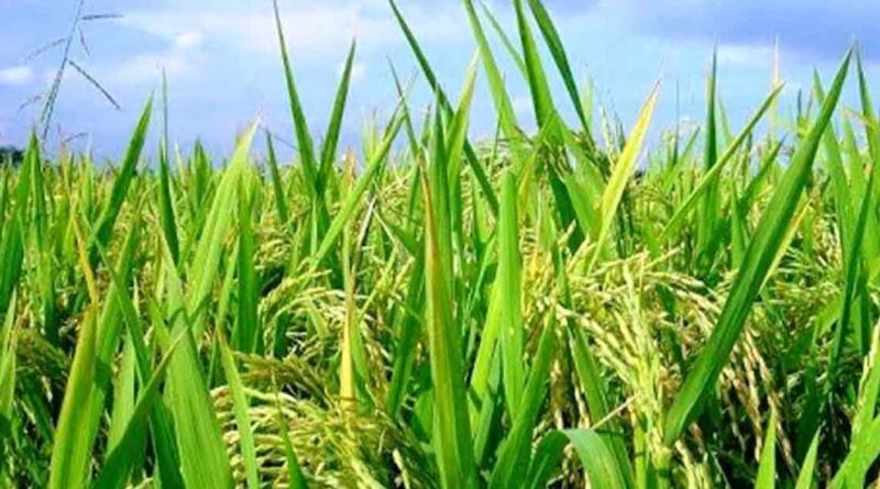 खरीफ 2026: यूपी में किसानों को 50% अनुदान पर मिलेंगे प्रमाणित बीज, 31 मई तक पहुंचाने के निर्देश
