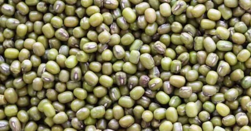 ग्रीष्मकालीन मूंग एवं उड़द उपार्जन हेतु पंजीयन 25 मई से प्रारंभ