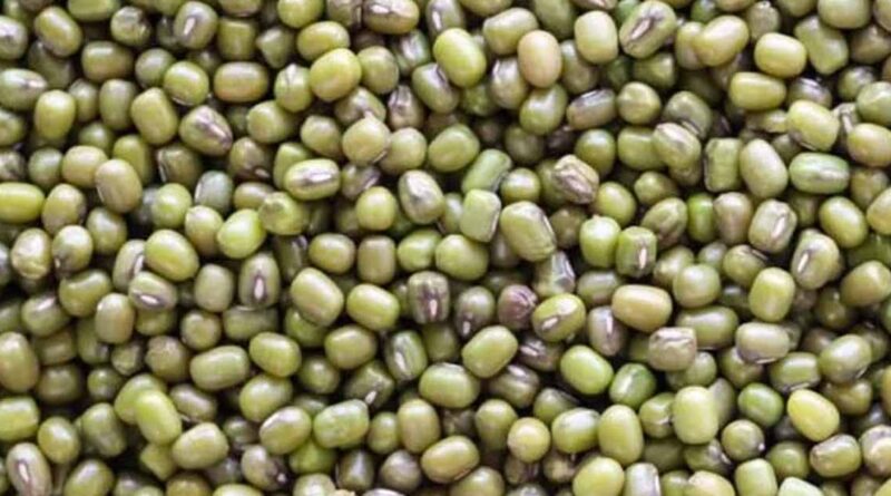 ग्रीष्मकालीन मूंग एवं उड़द उपार्जन हेतु पंजीयन 25 मई से प्रारंभ