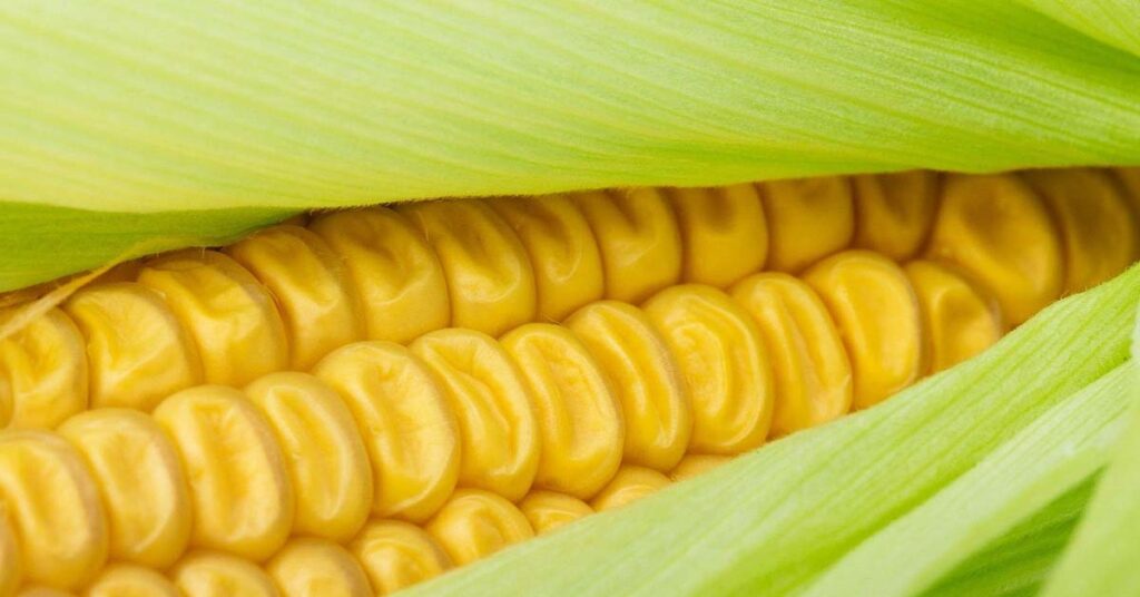आज का मक्का मंडी रेट (25 मई 2026)