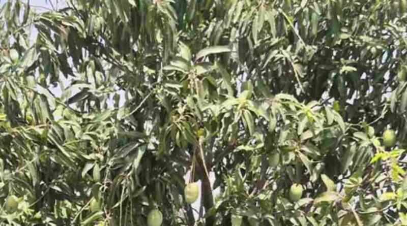 राजस्थान: सवाई माधोपुर के दो प्रगतिशील किसान राज्य स्तरीय कृषक पुरस्कार के लिए चयनित  