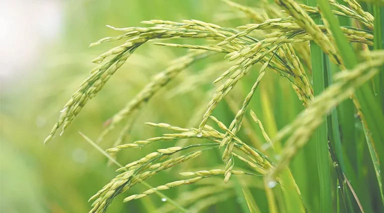 ग्रीष्मकालीन फसलों की खेती में बढ़ोतरी: 81.60 लाख हेक्टेयर तक पहुंचा रकबा, तिलहन-दालों में तेजी