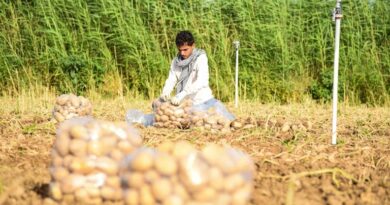 मध्य प्रदेश- भारत के फ्रेंच फ्राई आलू उद्योग का अगला बड़ा केंद्र