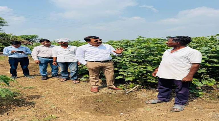 2 एकड़ में कपास से 1.8 लाख का मुनाफा, सुनील हुनकर की HDPS खेती बनी किसानों के लिए मिसाल
