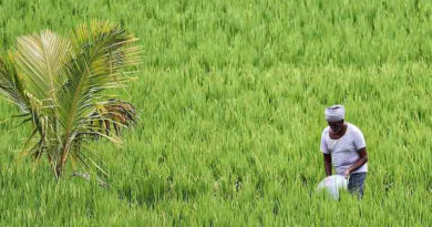 सागर के किसान ने नेट हाउस में उगाया इंग्लिश खीरा, पहली फसल से कमाए 20 हजार रुपये