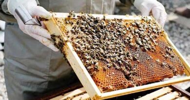 मधुमक्खी पालन को बढ़ावा देने के लिए बड़ा कदम उठाया