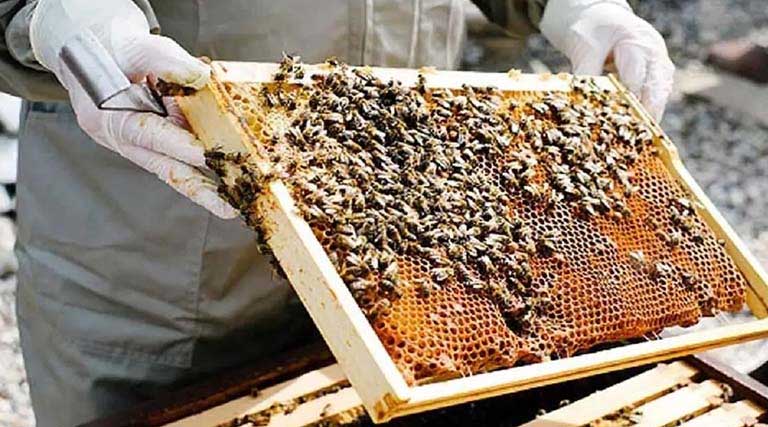 मधुमक्खी पालन को बढ़ावा देने के लिए बड़ा कदम उठाया