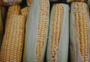आज का मक्का मंडी रेट (13 मई 2026)