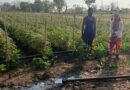 मेहनत और तकनीकी मार्गदर्शन से उद्यानिकी कृषक को मिली सफलता