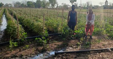 मेहनत और तकनीकी मार्गदर्शन से उद्यानिकी कृषक को मिली सफलता