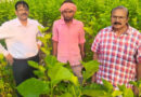 रायपुर: रेशम पालन से किसानों की आय में शानदार उछाल, सिर्फ 1 एकड़ में की 1.5 लाख की कमाई