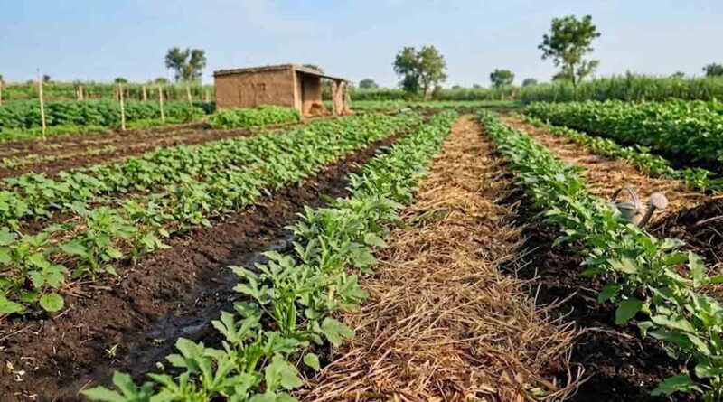 मल्चिंग और जैविक खेती : मृदा तापमान संतुलन की प्रभावी तकनीक