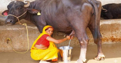 मध्यप्रदेश: धार की सुनीता धांगड़ ने 1 भैंस से शुरू किया डेयरी व्यवसाय, अब हर माह कमा रहीं डेढ़ लाख रुपए