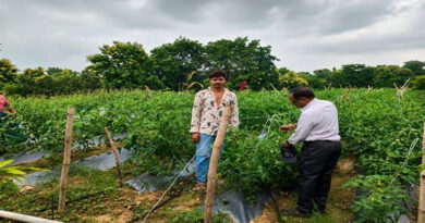 एक ही खेत से डबल कमाई! झाबुआ के किसान ने अमरूद के साथ उगाए टमाटर, कमा रहा बेहतर मुनाफा
