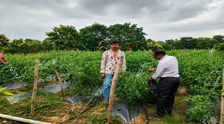 एक ही खेत से डबल कमाई! झाबुआ के किसान ने अमरूद के साथ उगाए टमाटर, कमा रहा बेहतर मुनाफा
