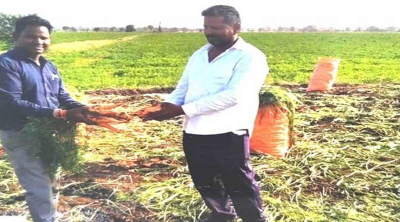 मध्यप्रदेश: इटैलियन गाजर की खेती से लखपति बने देवास के किसान, एक सीजन में कमाया 5 लाख का मोटा मुनाफा