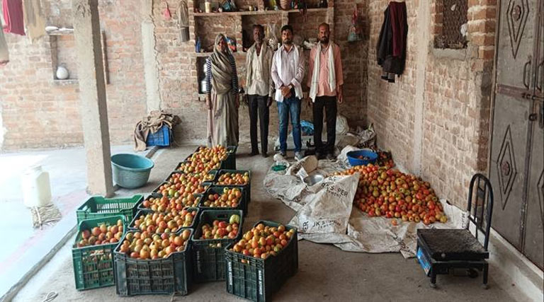 मध्यप्रदेश: सब्जी उत्पादन से चमकी किसान की किस्मत, अब सालाना कमा रहे 5 से 6 लाख रुपये  