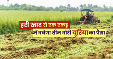 हरी खाद से बदलेगी खेती की तस्वीर, मिट्टी की उर्वरता और उत्पादन दोनों में सुधार  