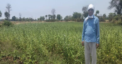 बालाघाट में तिल की खेती पर कृषि विभाग का फोकस, किसानों को दिए वैज्ञानिक खेती के सुझाव
