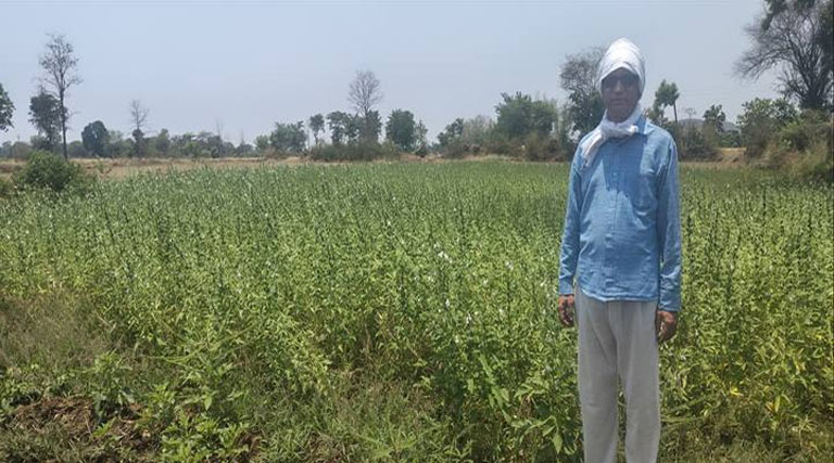 बालाघाट में तिल की खेती पर कृषि विभाग का फोकस, किसानों को दिए वैज्ञानिक खेती के सुझाव