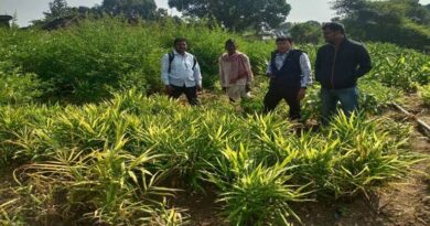 कटनी के किसान को अदरक-हल्दी की खेती बनी वरदान, 82 हजार के पार पहुंची आय; अन्य कृषकों के लिए बने प्रेरणा  