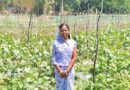 रायपुर: खीरा-करेले की खेती ने बदली महिला किसान की किस्मत, 40 हजार की लागत  में कमाया 1.5 लाख मुनाफा; जानें कैसे